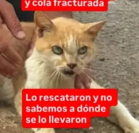 Gato Mestizo perdido en La Guaira