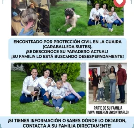 Perro Pug (Carlino) perdido en La Guaira