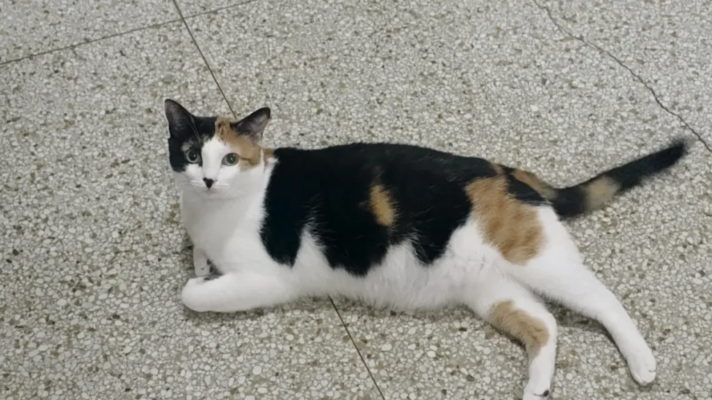 Niña