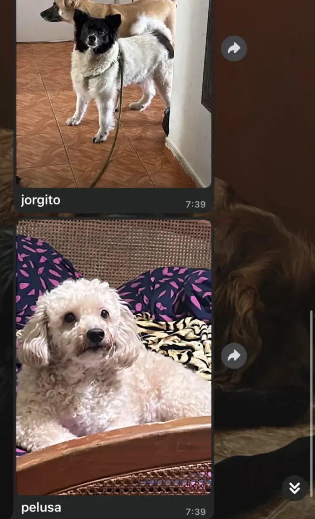 Jorgito y Pelusa
