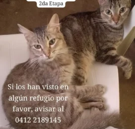 Gato perdido en La Guaira