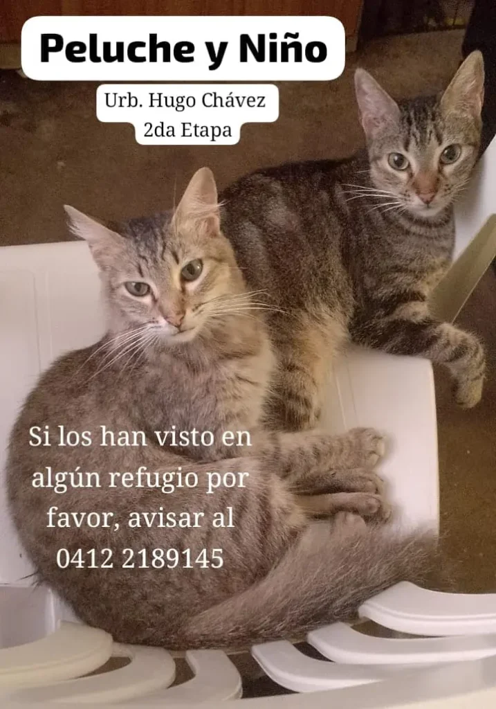 Peluche y Niño