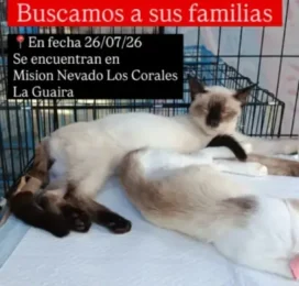 Gato Siamés encontrado en La Guaira