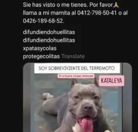 Perro Pitbull perdido en La Guaira
