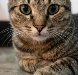 Gato perdido en La Guaira