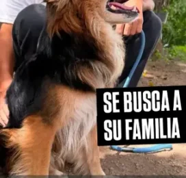 Perro Mestizo encontrado en Distrito Capital