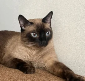 Gato Siamés perdido en Distrito Capital