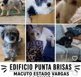 Perro perdido en La Guaira