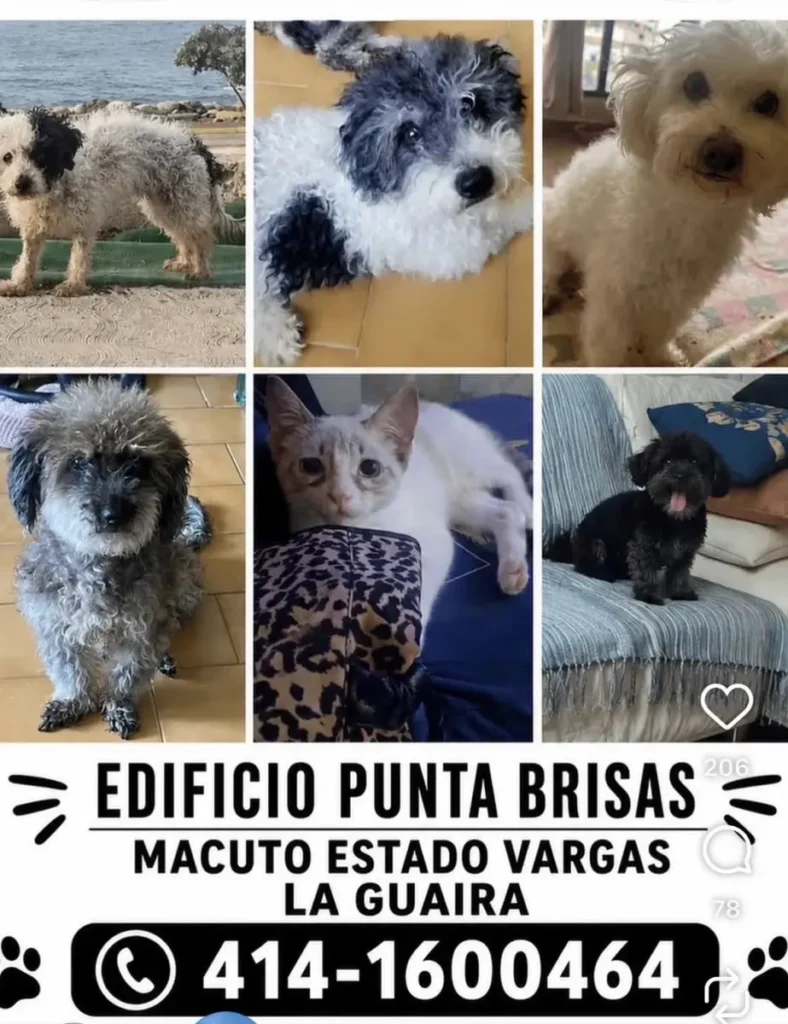 Perro perdido