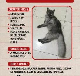 Gato perdido en La Guaira