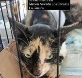 Gato encontrado