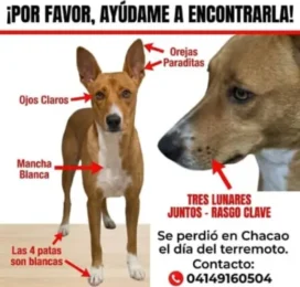 Perro perdido en Distrito Capital