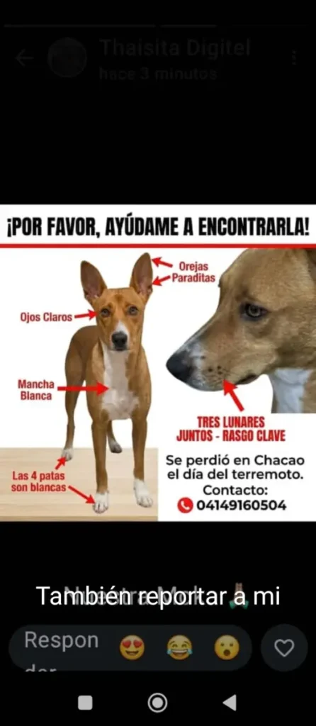 Perro perdido