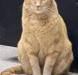 Gato perdido