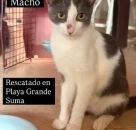 encontrado en La Guaira