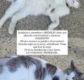 Gato Mestizo perdido