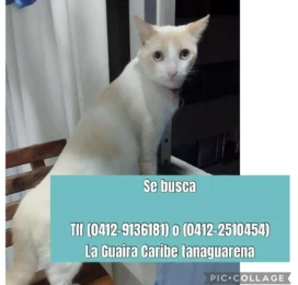 Perro perdido en La Guaira