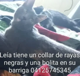Perro perdido en La Guaira