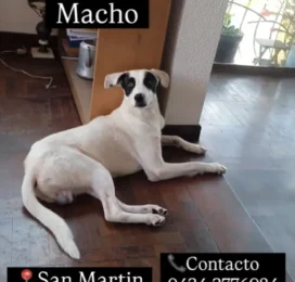 Perro perdido en Distrito Capital