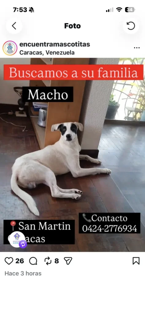 Perro perdido