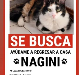 Perro perdido en La Guaira