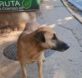 Gato Mestizo perdido en Miranda