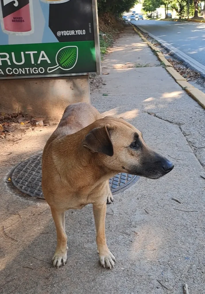 Gato perdido