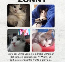 Gato Mestizo perdido en La Guaira