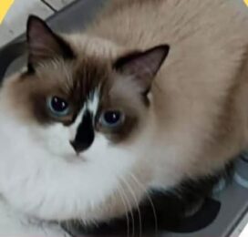 Gato Siamés perdido en La Guaira