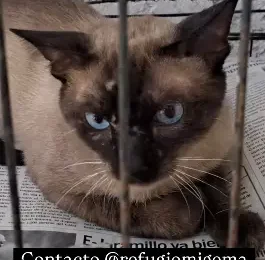 Gato Siamés encontrado en La Guaira