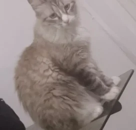 Gato Siamés perdido en La Guaira