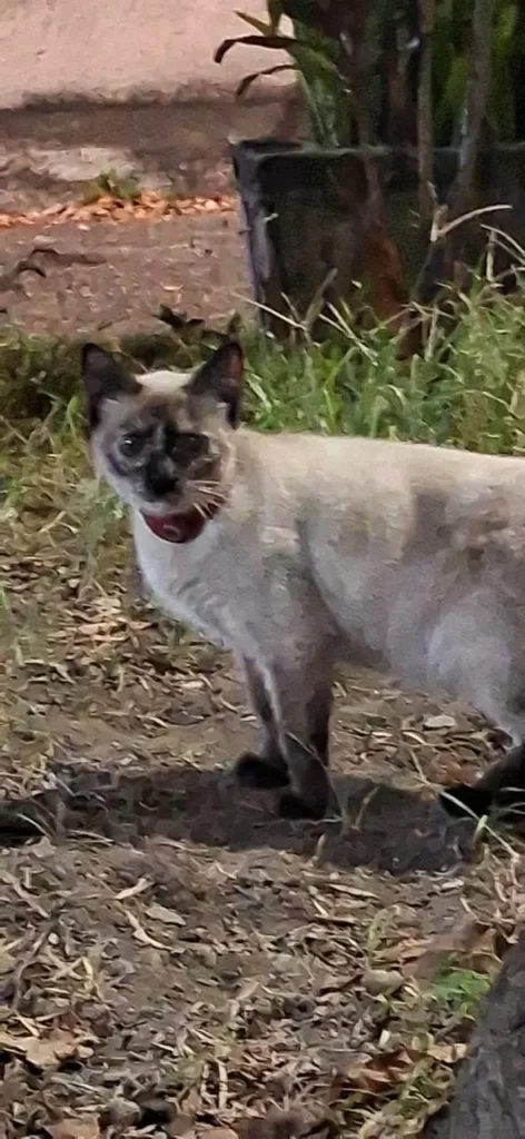Gato encontrado