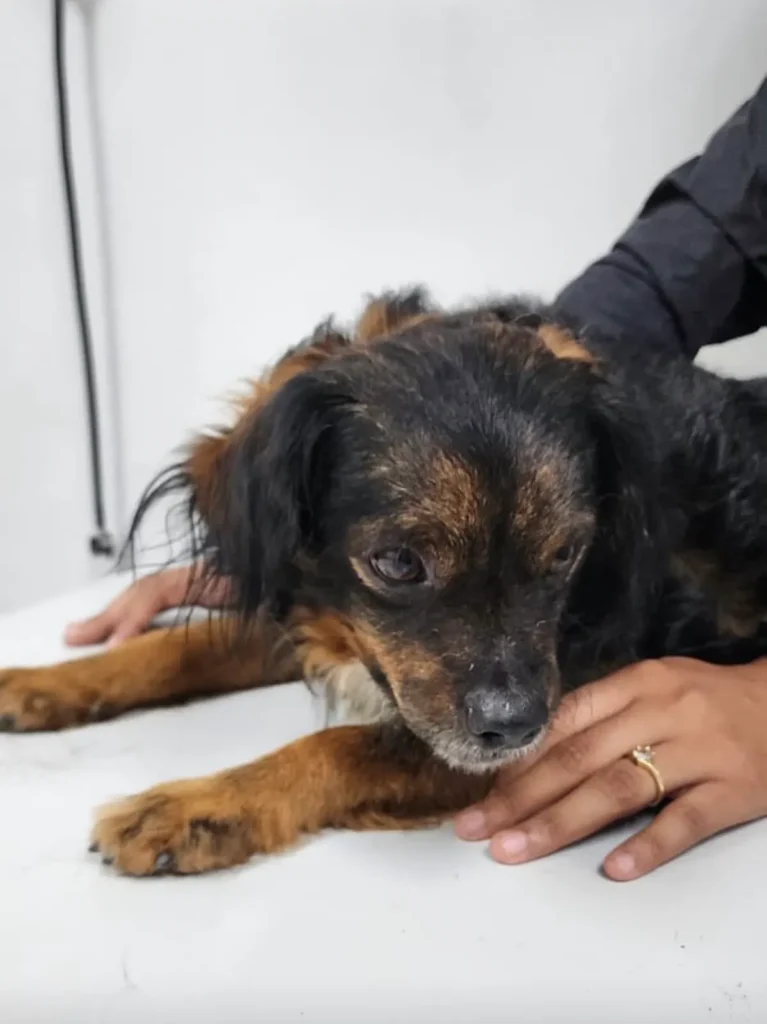 Perro encontrado