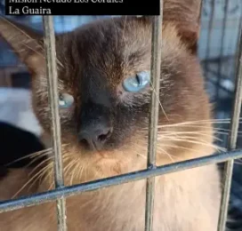 Gato Siamés encontrado
