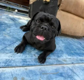 Perro Pug (Carlino) perdido en La Guaira