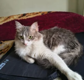 Gato Mestizo perdido