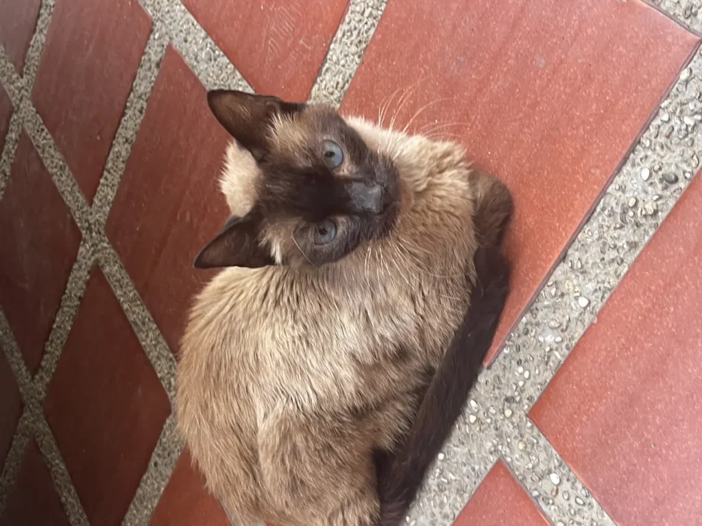 Gato perdido