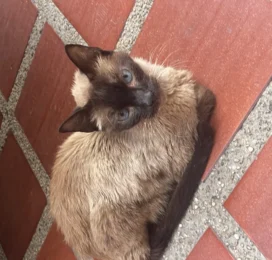 Gato Siamés perdido en Distrito Capital