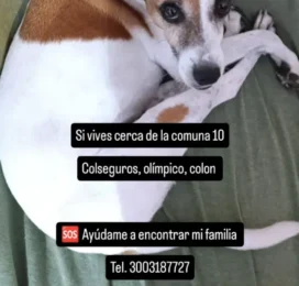 perdido