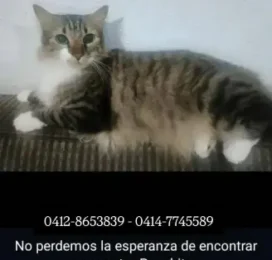 Gato perdido en La Guaira