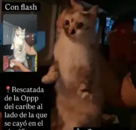 Gato encontrado