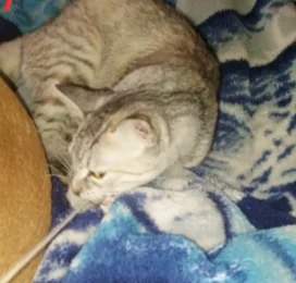 Gato perdido