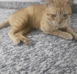 perdido en La Guaira