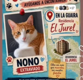Gato perdido