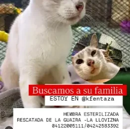 Gato encontrado
