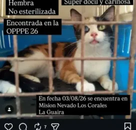 Gato encontrado
