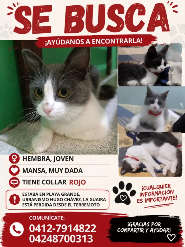 Mascota perdido