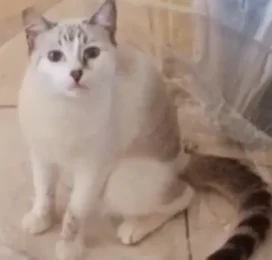 Gato perdido en La Guaira