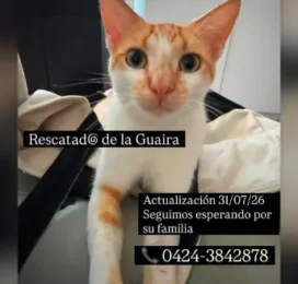 Gato encontrado