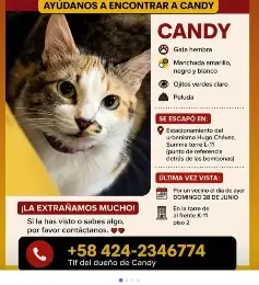 Gato perdido